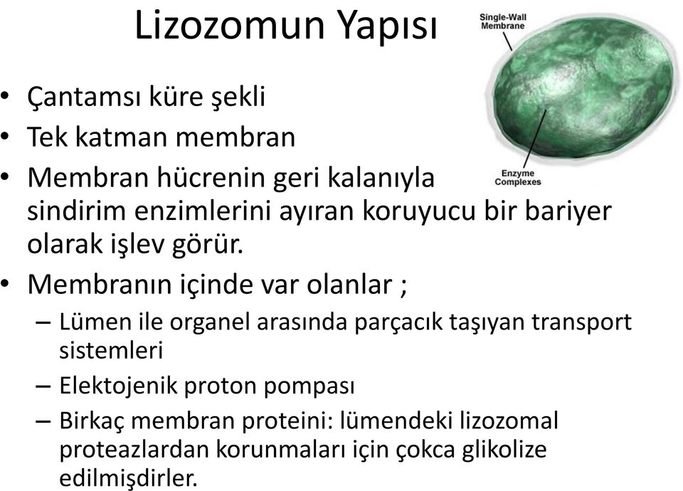 Membranın içinde var olanlar ; Lümen ile organel arasında parçacık taşıyan transport sistemleri