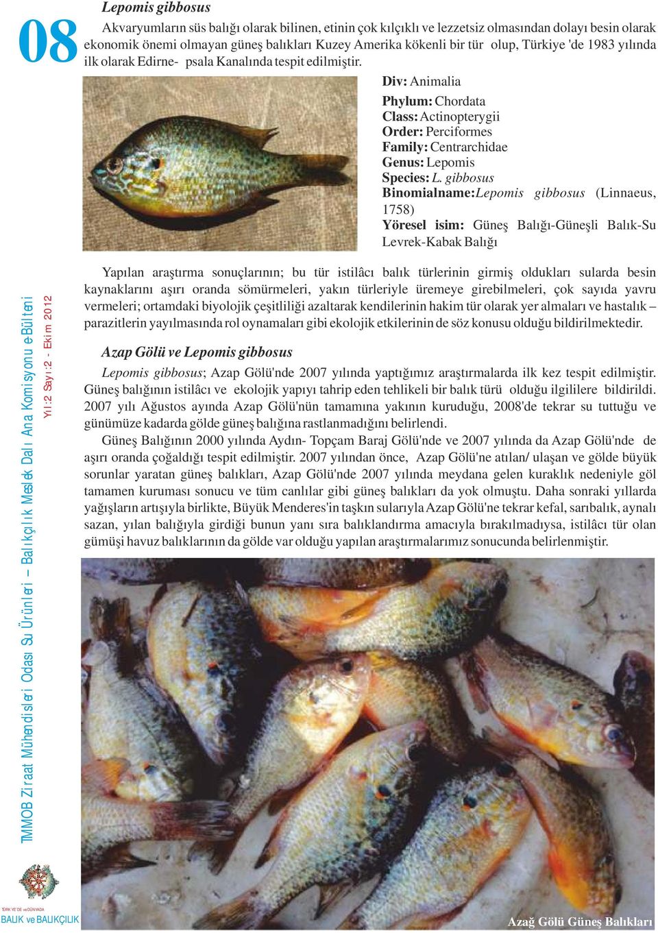 gibbosus Binomialname:Lepomis gibbosus (Linnaeus, 1758) Yöresel isim: Güneş Balığı-Güneşli Balık-Su Levrek-Kabak Balığı Yapılan araştırma sonuçlarının; bu tür istilâcı balık türlerinin girmiş