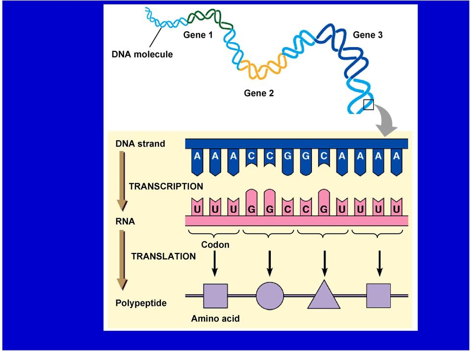 strand TRANSCRIPTION RNA