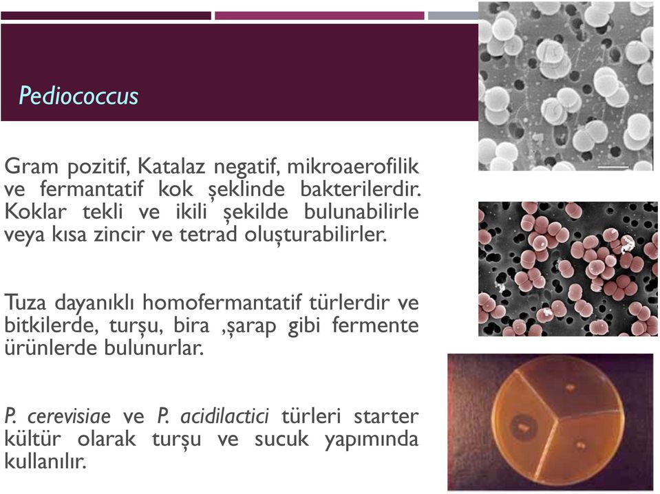 Tuza dayanıklı homofermantatif türlerdir ve bitkilerde, turşu, bira,şarap gibi fermente ürünlerde