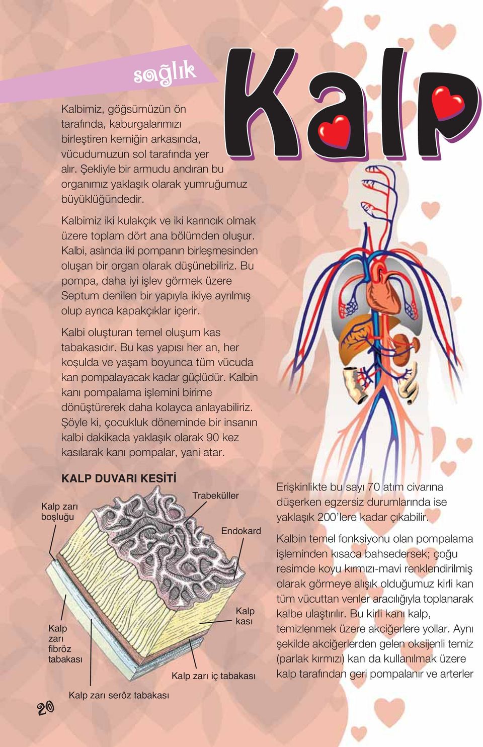 Kalbi, aslında iki pompanın birleflmesinden oluflan bir organ olarak düflünebiliriz. Bu pompa, daha iyi ifllev görmek üzere Septum denilen bir yapıyla ikiye ayrılmıfl olup ayrıca kapakçıklar içerir.