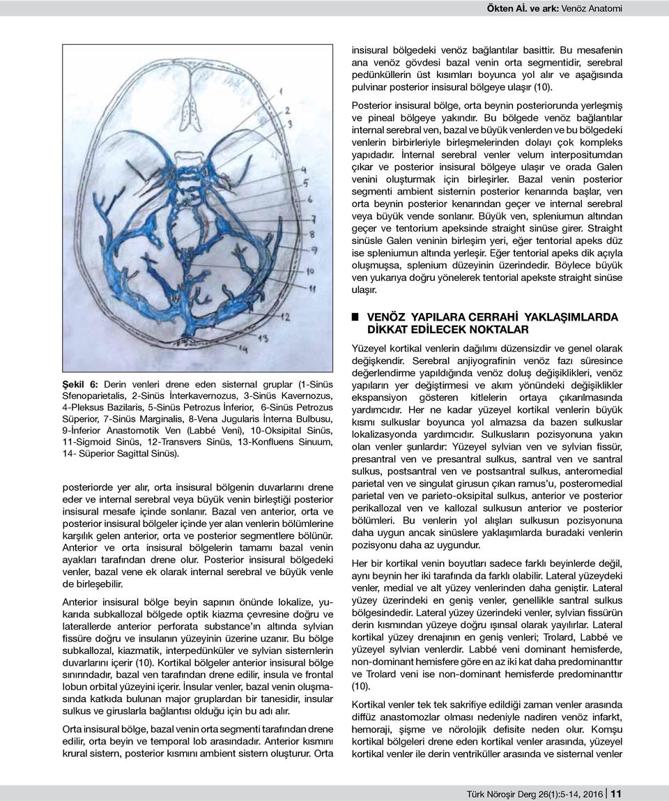 Posterior insisural bölge, orta beynin posteriorunda yerleşmiş ve pineal bölgeye yakındır.