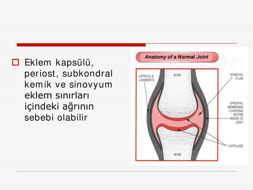 sinovyum eklem sınırları