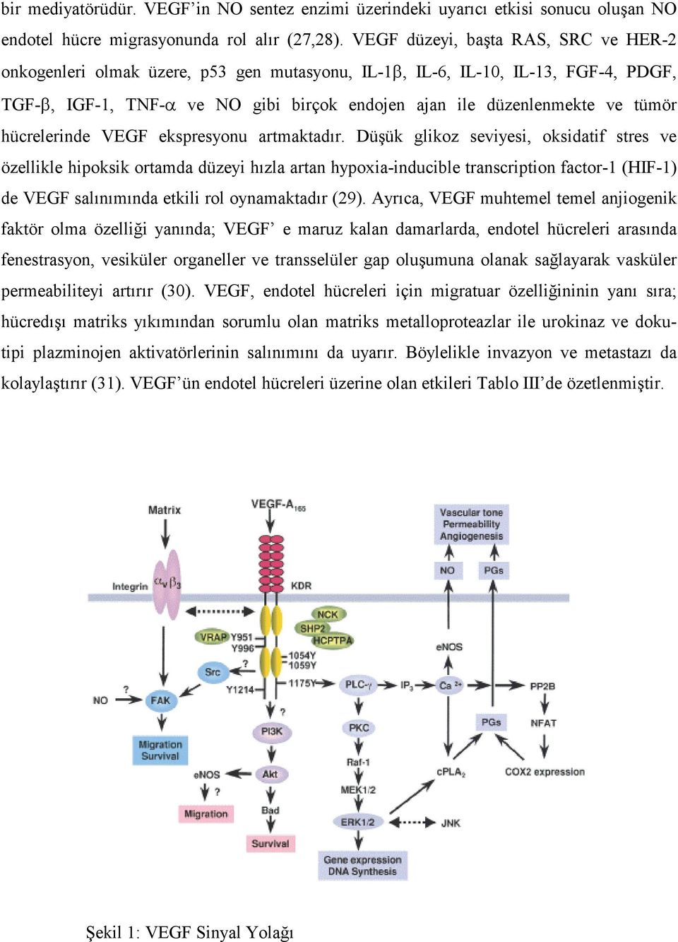 hücrelerinde VEGF ekspresyonu artmaktadır.