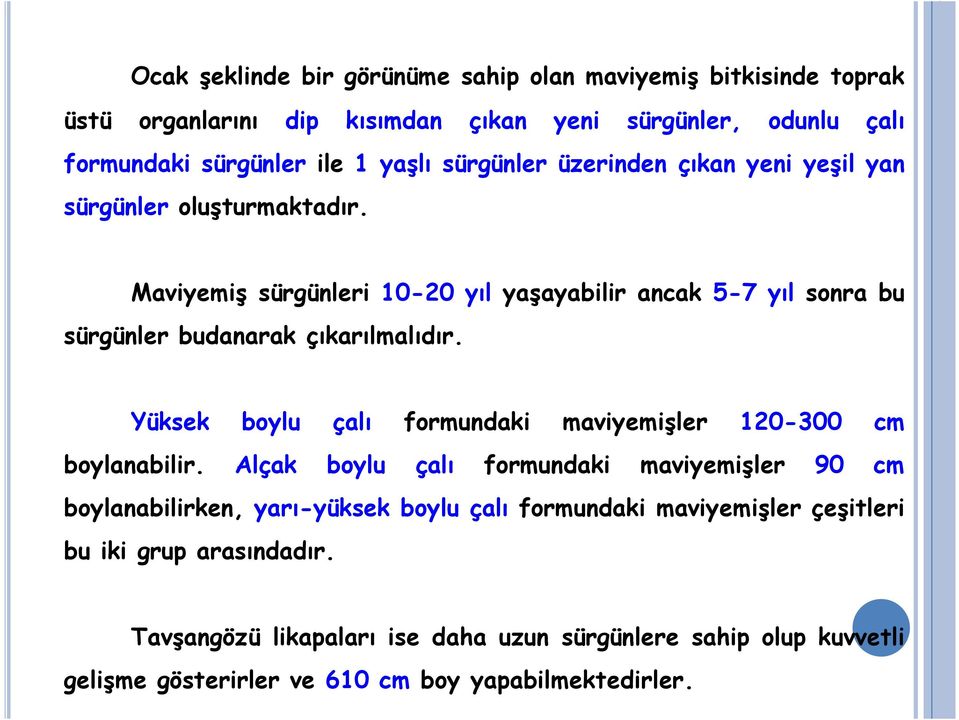 Maviyemiş sürgünleri 10-20 yıl yaşayabilir ancak 5-7 yıl sonra bu sürgünler budanarak çıkarılmalıdır.