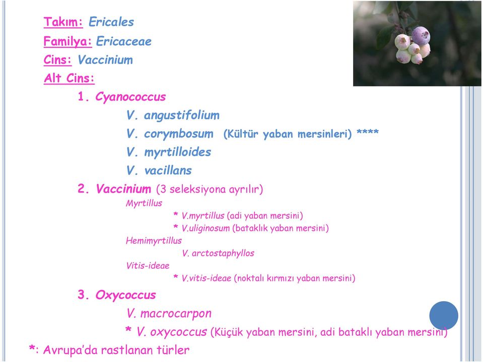 myrtillus (adi yaban mersini) * V.uliginosum (bataklık yaban mersini) Hemimyrtillus V. arctostaphyllos Vitis-ideae * V.