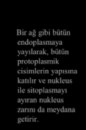 Endoplazmik retikulum Bir ağ gibi bütün endoplasmaya yayılarak, bütün protoplasmik