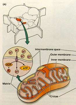 Mitokondriler hücrenin enerji depo merkezleridir. ATP depo ederler.