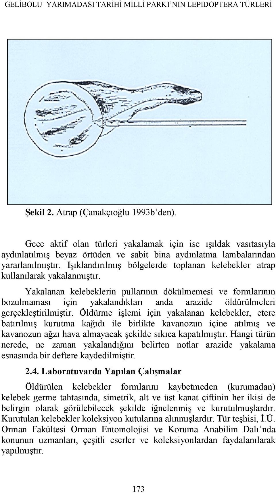 Işıklandırılmış bölgelerde toplanan kelebekler atrap kullanılarak yakalanmıştır.