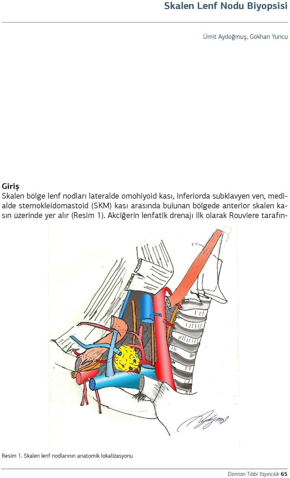 bulunan bölgede anterior skalen kasın üzerinde yer alır (Resim 1).