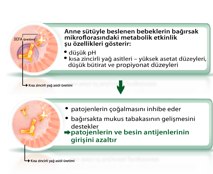 Nasıl etki eder? Bifidobakteriler ve laktobasiller, fermantasyon sırasında asit açığa çıkarırlar.