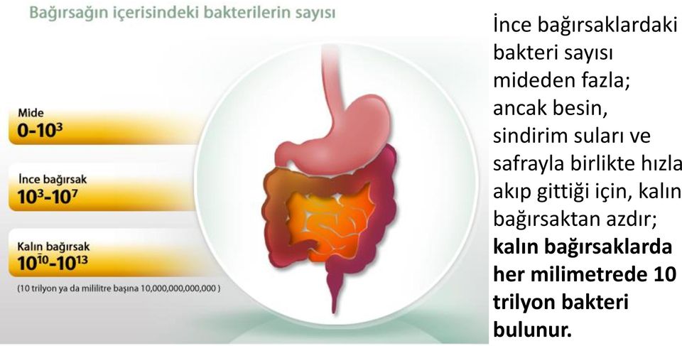 hızla akıp gittiği için, kalın bağırsaktan azdır;