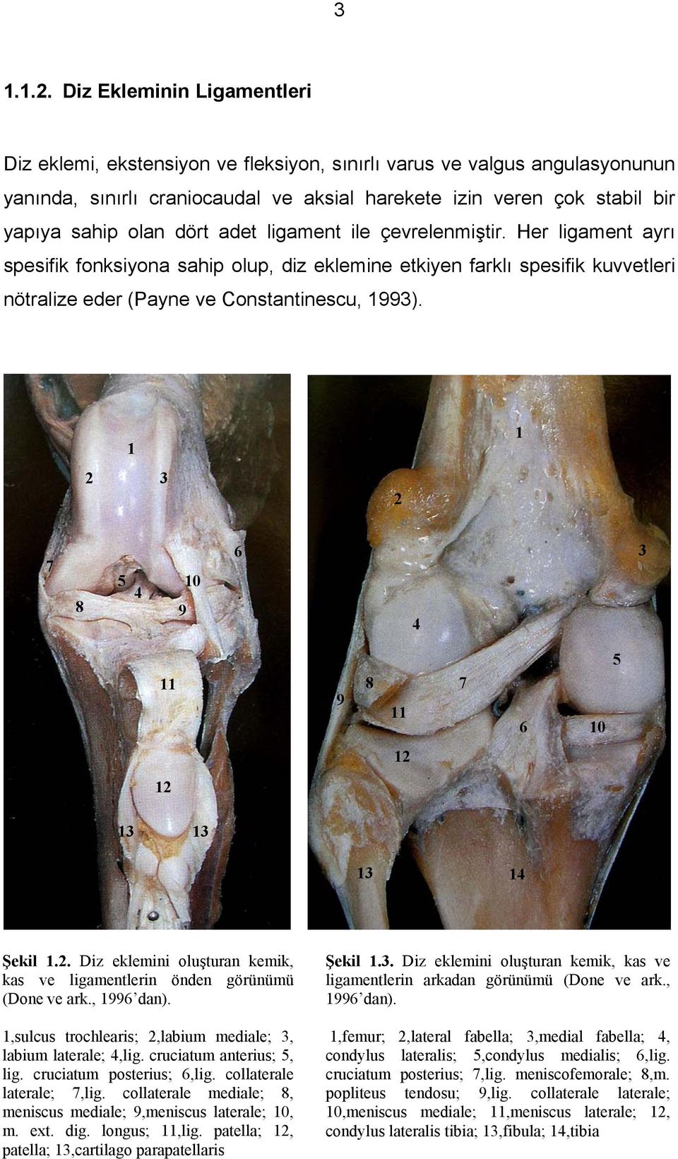 dört adet ligament ile çevrelenmiştir. Her ligament ayrı spesifik fonksiyona sahip olup, diz eklemine etkiyen farklı spesifik kuvvetleri nötralize eder (Payne ve Constantinescu, 1993).