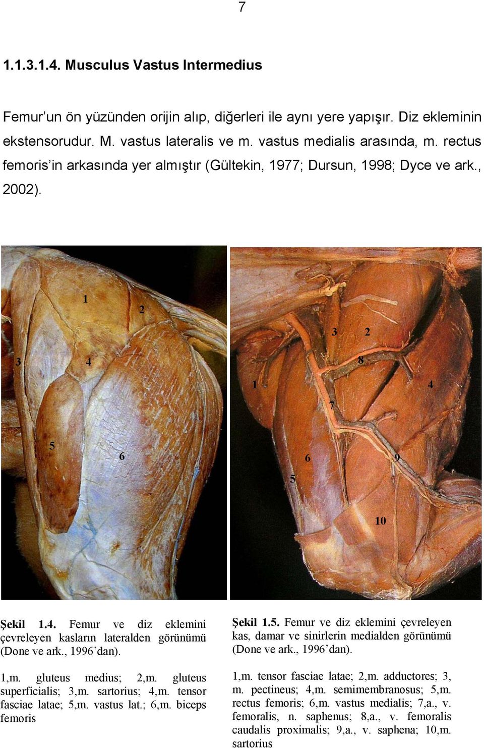 , 1996 dan). 1,m. gluteus medius; 2,m. gluteus superficialis; 3,m. sartorius; 4,m. tensor fasciae latae; 5,m. vastus lat.; 6,m. biceps femoris Şekil 1.5. Femur ve diz eklemini çevreleyen kas, damar ve sinirlerin medialden görünümü (Done ve ark.