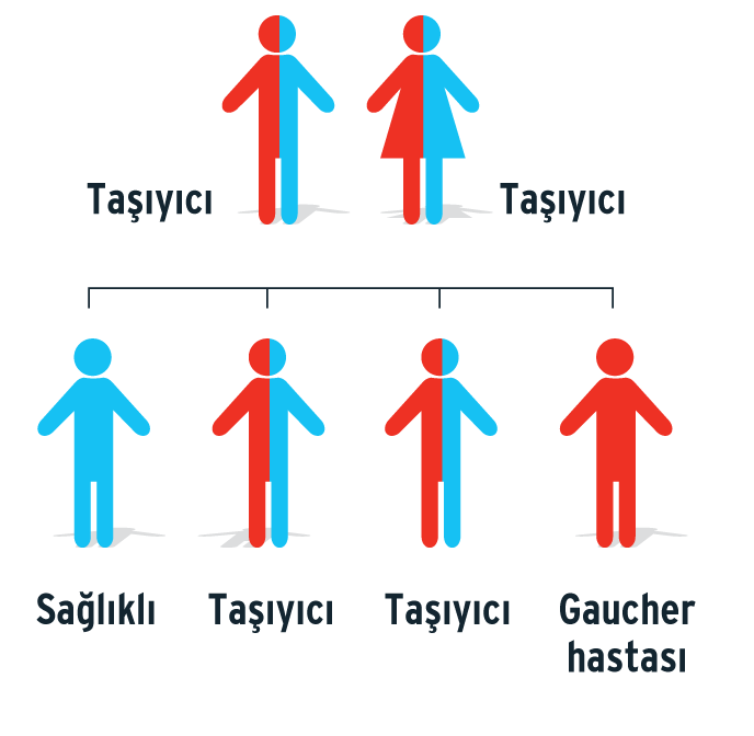 Lizozomal depo hastalıkları: Kalıtsal, metobolik hastalıklar olup halihazırda 50 den fazladır.