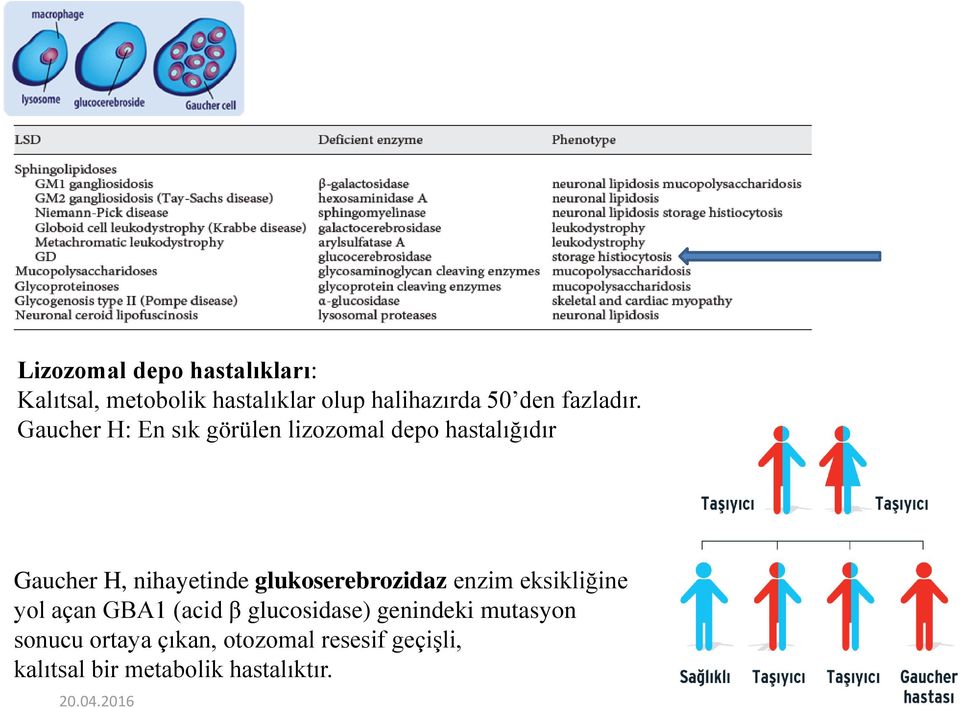 Gaucher H: En sık görülen lizozomal depo hastalığıdır Gaucher H, nihayetinde