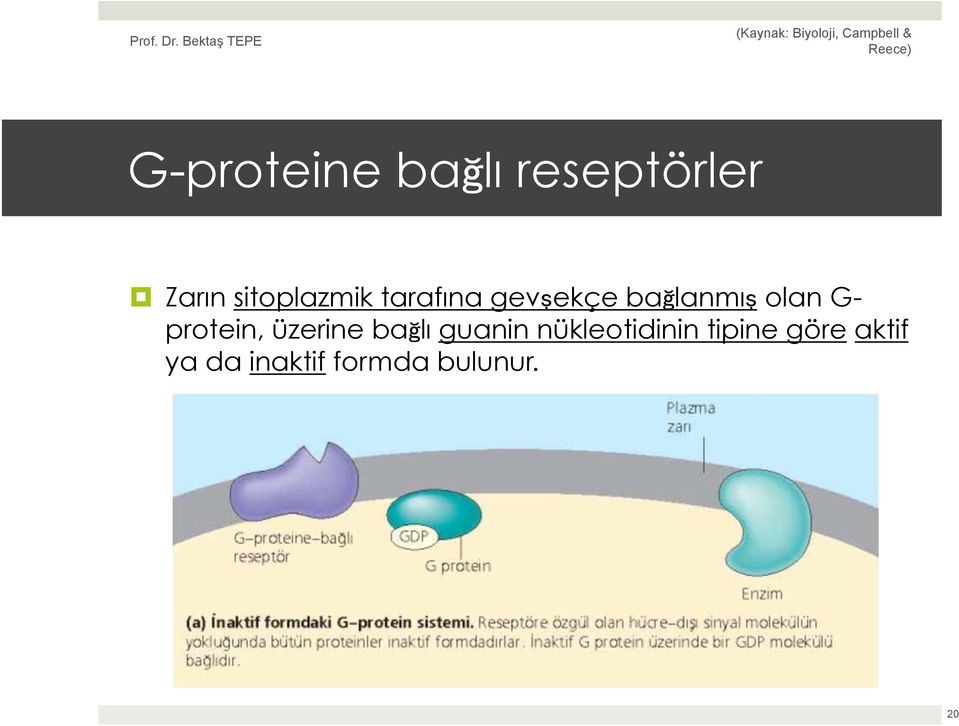 G- protein, üzerine bağlı guanin