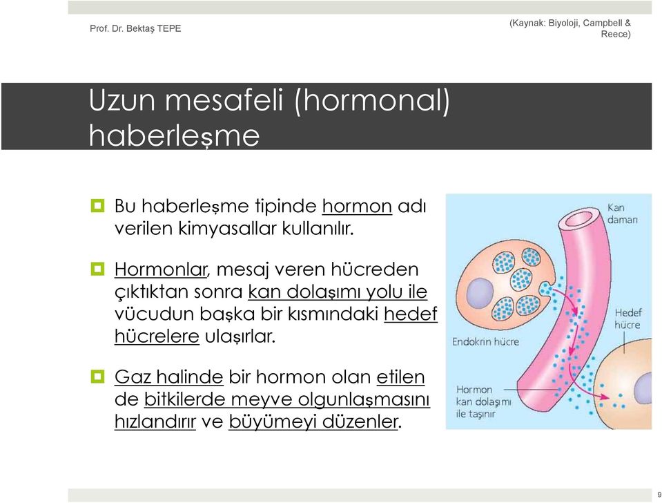 Hormonlar, mesaj veren hücreden çıktıktan sonra kan dolaşımı yolu ile vücudun