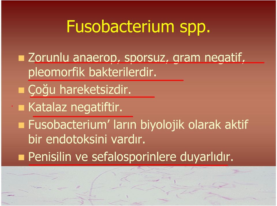 bakterilerdir. Çoğu hareketsizdir. Katalaz negatiftir.