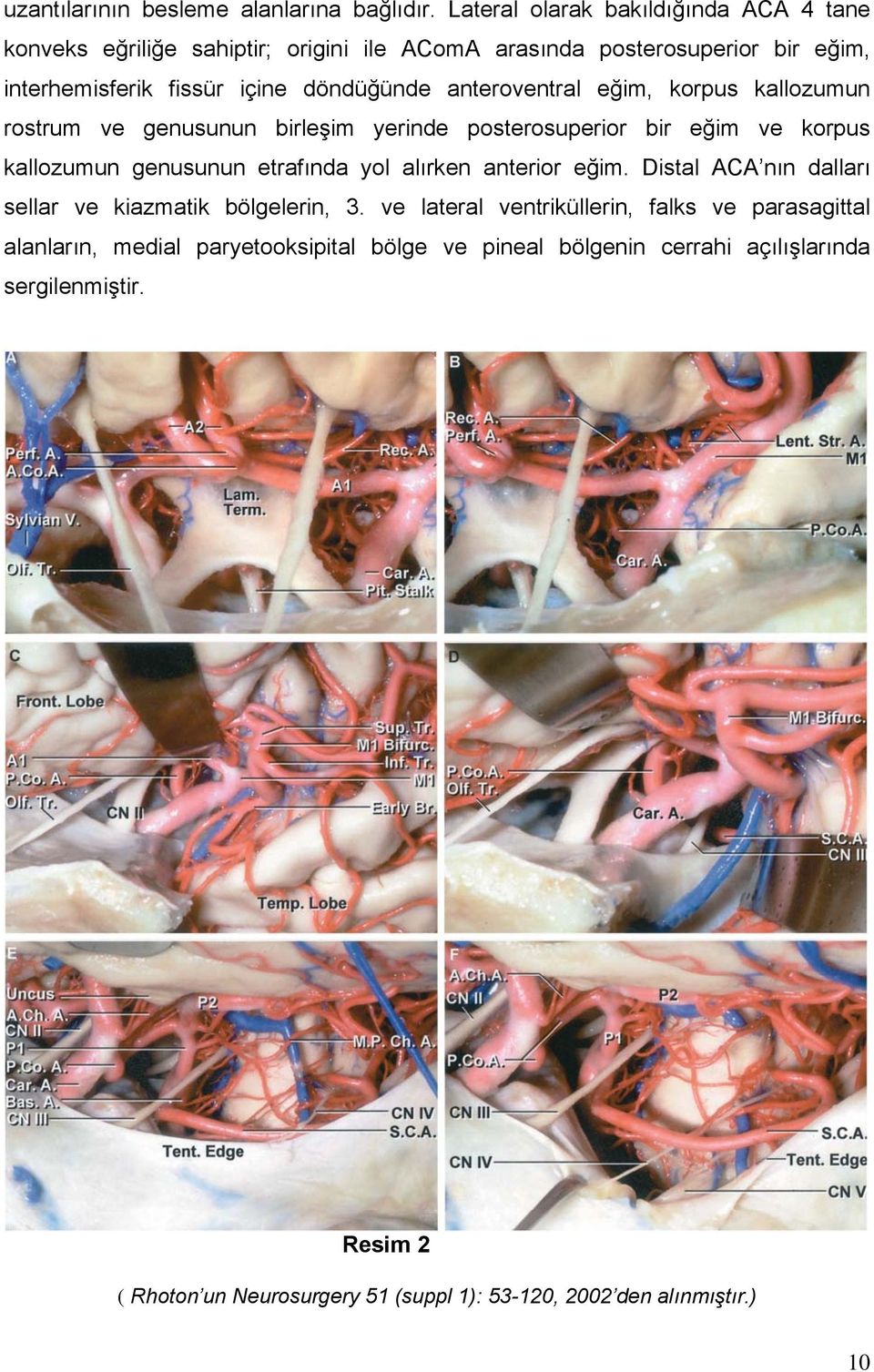 anteroventral eğim, korpus kallozumun rostrum ve genusunun birleşim yerinde posterosuperior bir eğim ve korpus kallozumun genusunun etrafında yol alırken anterior