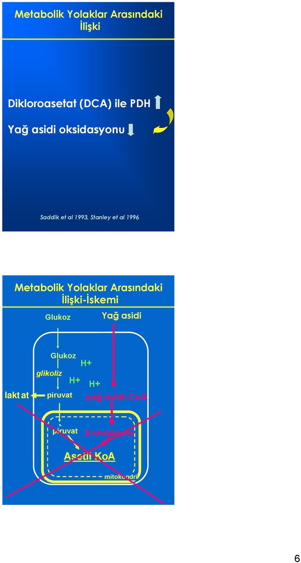 Yolaklar Arasındaki İlişki-İskemi Glukoz Yağ asidi laktat Glukoz H+