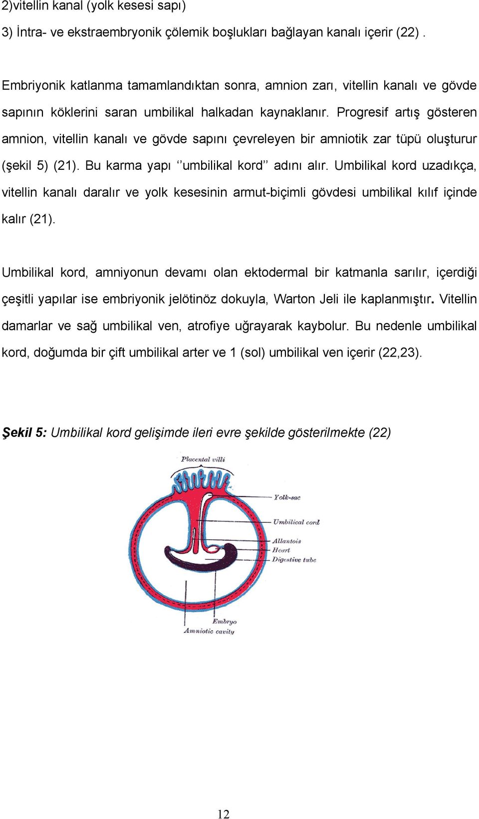 Progresif artış gösteren amnion, vitellin kanalı ve gövde sapını çevreleyen bir amniotik zar tüpü oluşturur (şekil 5) (21). Bu karma yapı umbilikal kord adını alır.