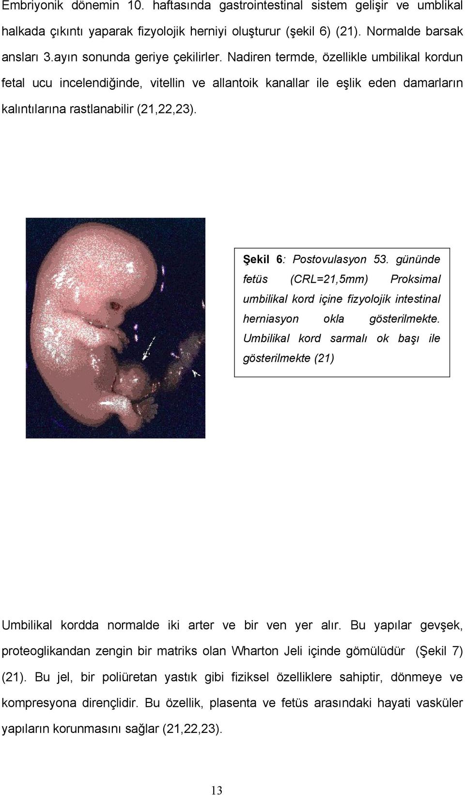 Şekil 6: Postovulasyon 53. gününde fetüs (CRL=21,5mm) Proksimal umbilikal kord içine fizyolojik intestinal herniasyon okla gösterilmekte.