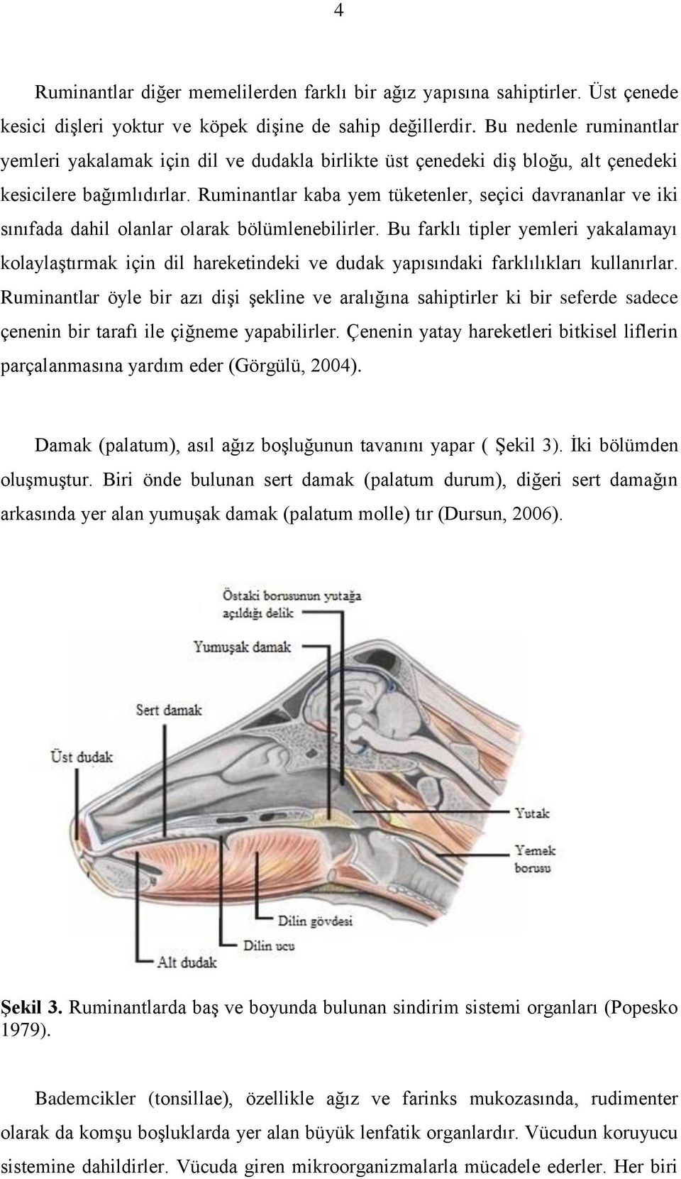 Ruminantlar kaba yem tüketenler, seçici davrananlar ve iki sınıfada dahil olanlar olarak bölümlenebilirler.