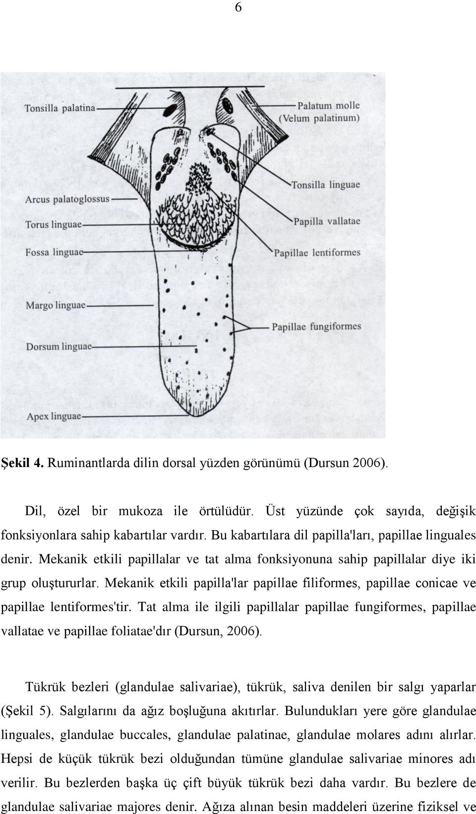 Mekanik etkili papilla'lar papillae filiformes, papillae conicae ve papillae lentiformes'tir.