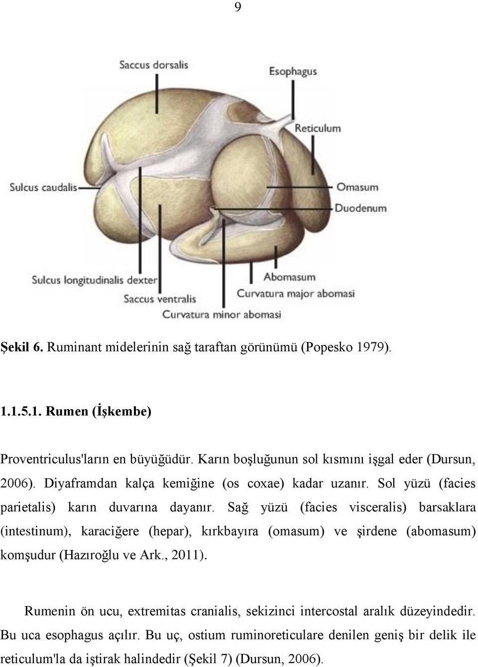 Sağ yüzü (facies visceralis) barsaklara (intestinum), karaciğere (hepar), kırkbayıra (omasum) ve Ģirdene (abomasum) komģudur (Hazıroğlu ve Ark., 2011).