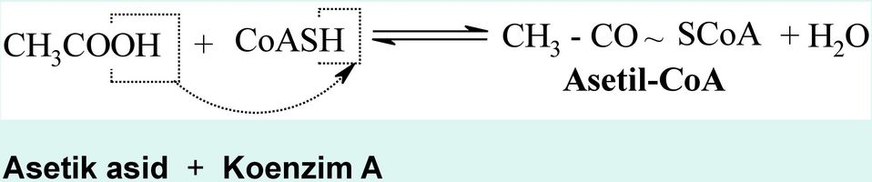 H 2 O Asetil-CoA