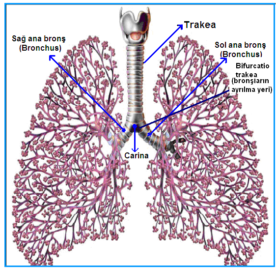 ġekil 1.11: Trakea ve basitleģtirilmiģ bronģ ağacı Bifurcatio tracheadan sonra ilk bronģ dallanmaları olan ana bronģlar (bronchus principalis) sağ ve sol ana bronģ olarak ayrılır.