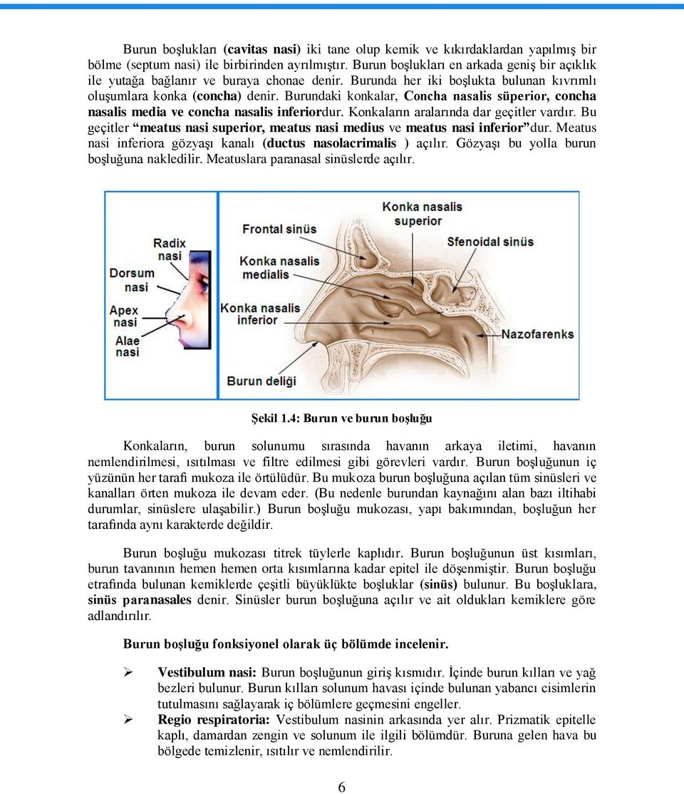 Burundaki konkalar, Concha nasalis süperior, concha nasalis media ve concha nasalis inferiordur. Konkaların aralarında dar geçitler vardır.