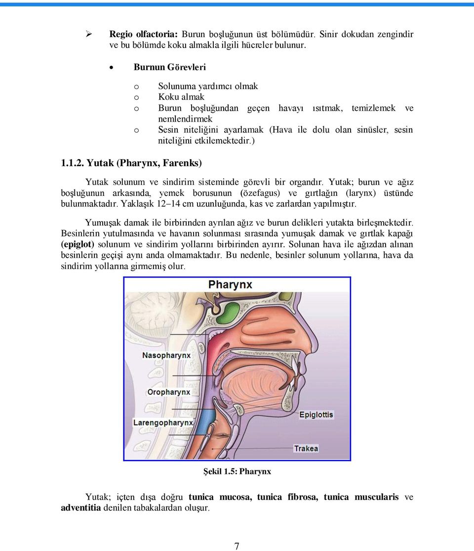 niteliğini etkilemektedir.) 1.1.2. Yutak (Pharynx, Farenks) Yutak solunum ve sindirim sisteminde görevli bir organdır.