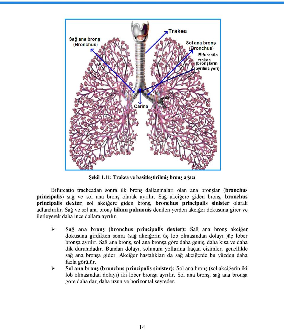 Sağ ve sol ana bronģ hilum pulmonis denilen yerden akciğer dokusuna girer ve ilerleyerek daha ince dallara ayrılır.