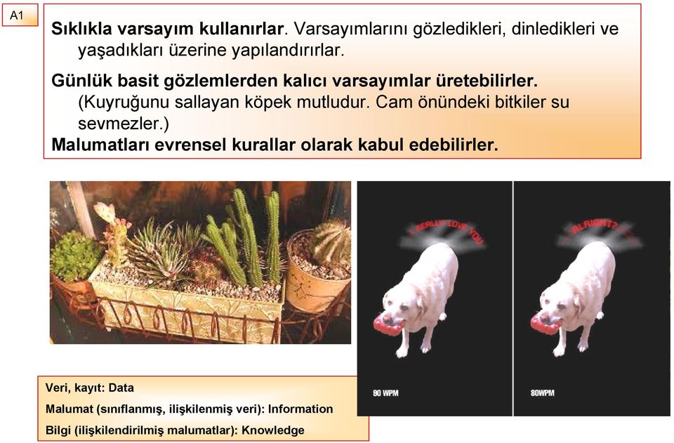 Günlük basit gözlemlerden kalıcı varsayımlar üretebilirler. (Kuyruğunu sallayan köpek mutludur.