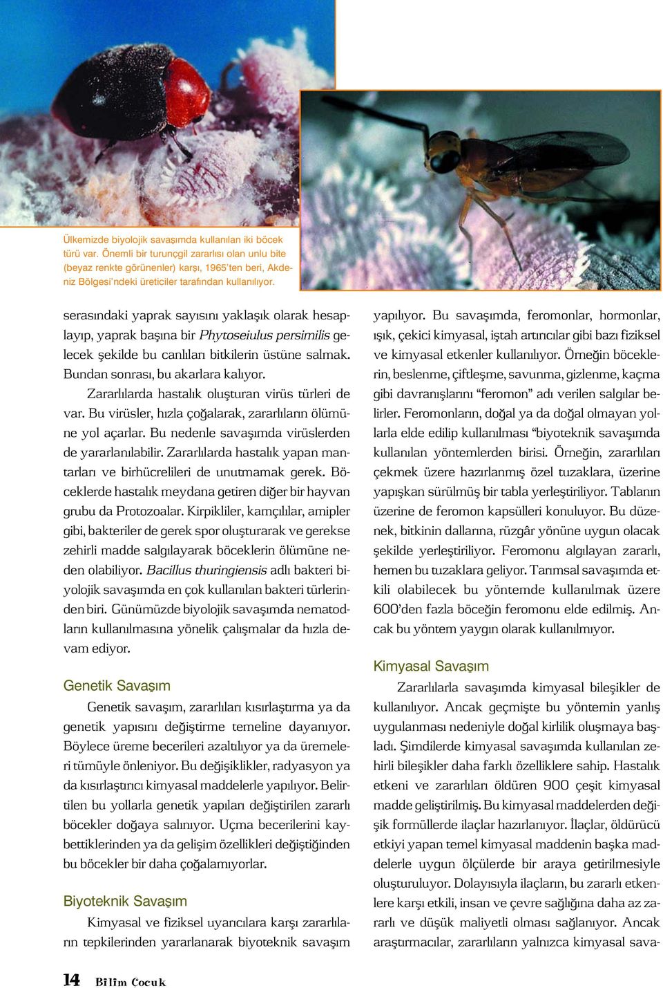 seras ndaki yaprak say s n yaklafl k olarak hesaplay p, yaprak bafl na bir Phytoseiulus persimilis gelecek flekilde bu canl lar bitkilerin üstüne salmak. Bundan sonras, bu akarlara kal yor.