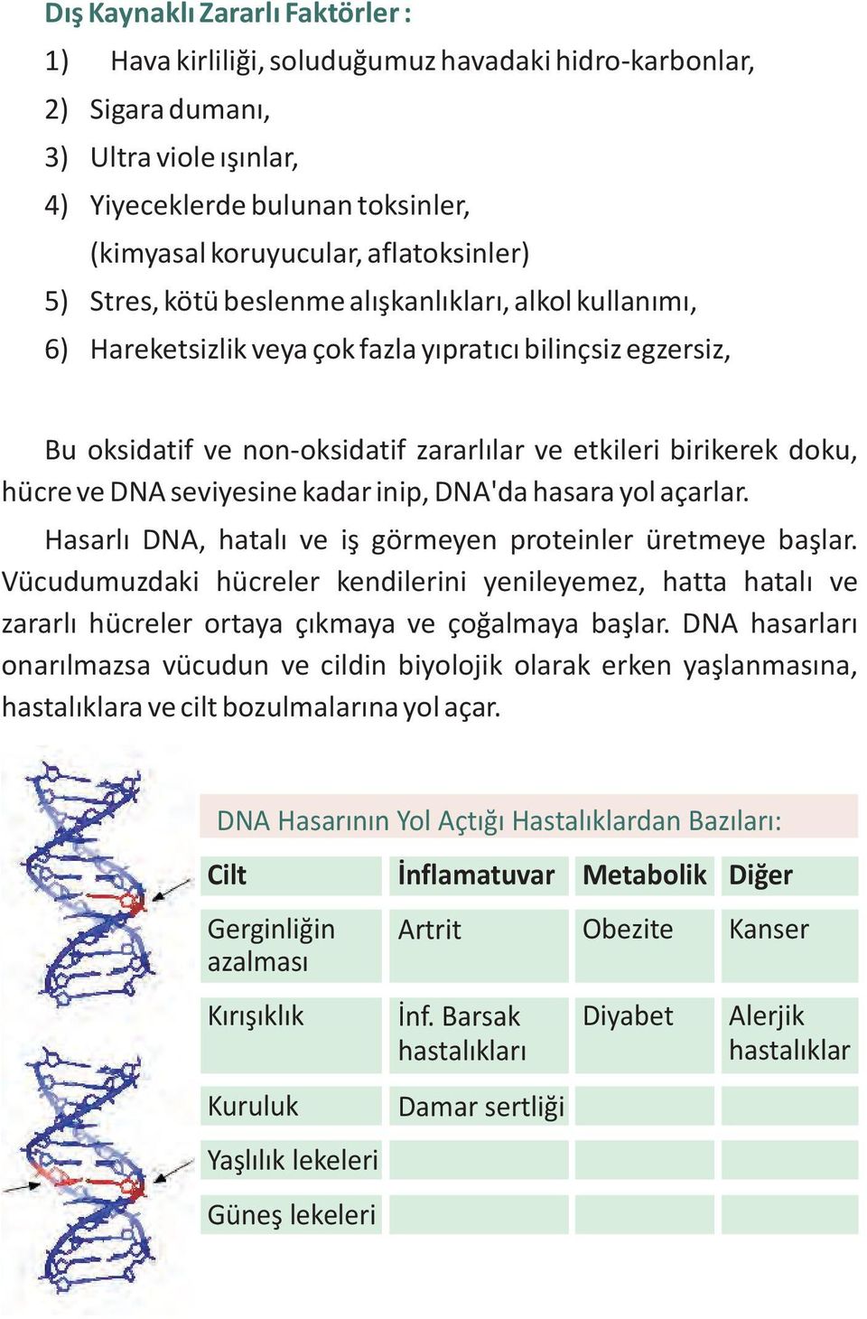 doku, hücre ve DNA seviyesine kadar inip, DNA'da hasara yol açarlar. Hasarlý DNA, hatalý ve iþ görmeyen proteinler üretmeye baþlar.