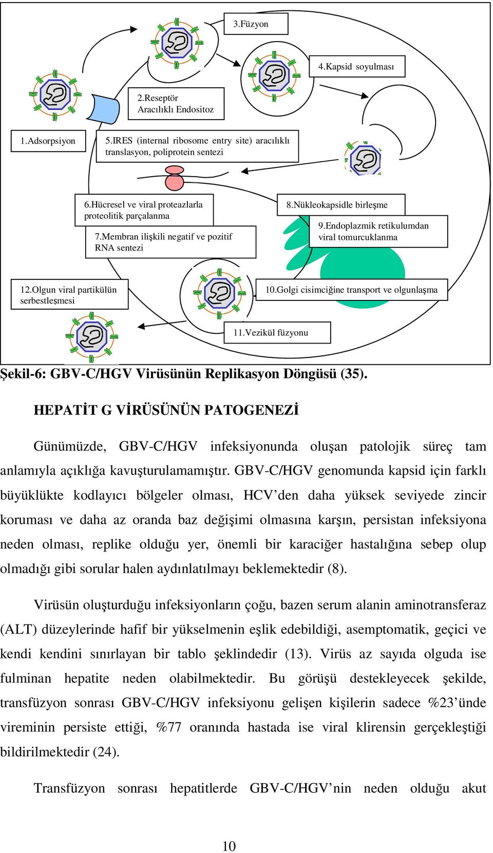 Olgun viral partikülün serbestleşmesi 10.Golgi cisimciğine transport ve olgunlaşma 11.Vezikül füzyonu Şekil-6: GBV-C/HGV Virüsünün Replikasyon Döngüsü (35).