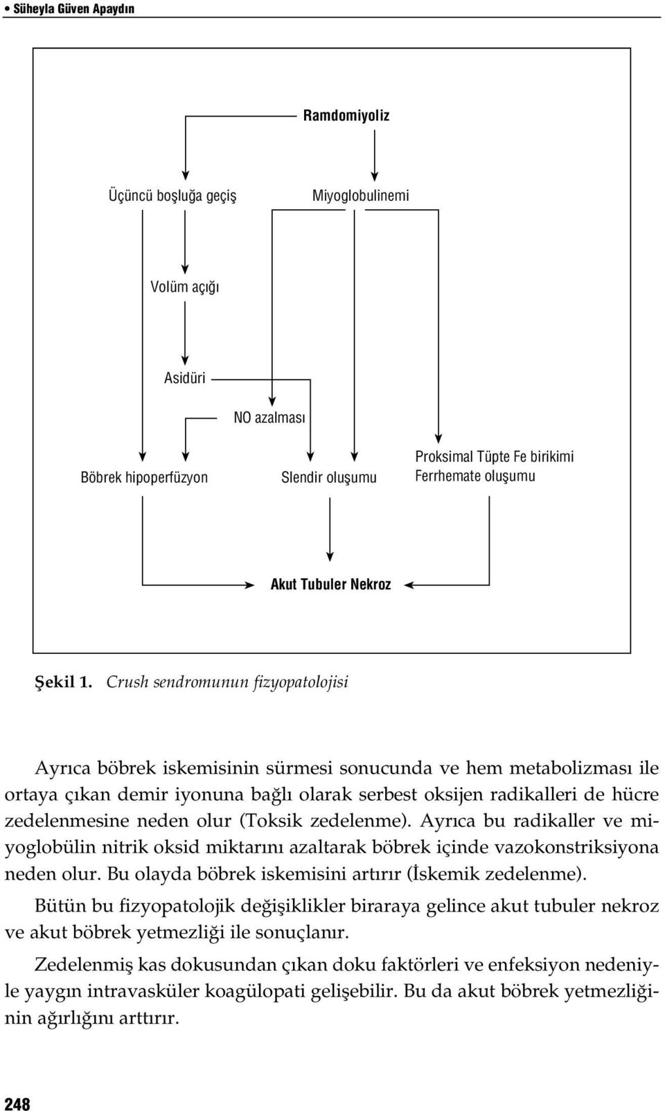 Crush sendromunun fizyopatolojisi Ayrıca böbrek iskemisinin sürmesi sonucunda ve hem metabolizması ile ortaya çıkan demir iyonuna bağlı olarak serbest oksijen radikalleri de hücre zedelenmesine neden