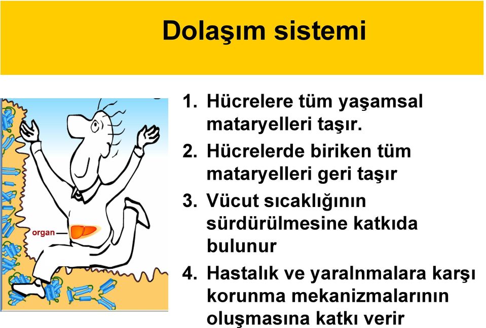 Vücut sıcaklığının sürdürülmesine katkıda bulunur 4.