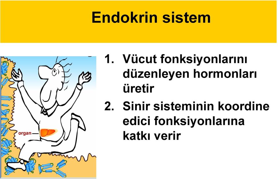 hormonları üretir 2.