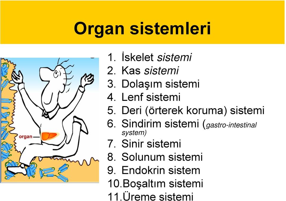 Deri (örterek koruma) sistemi 6.