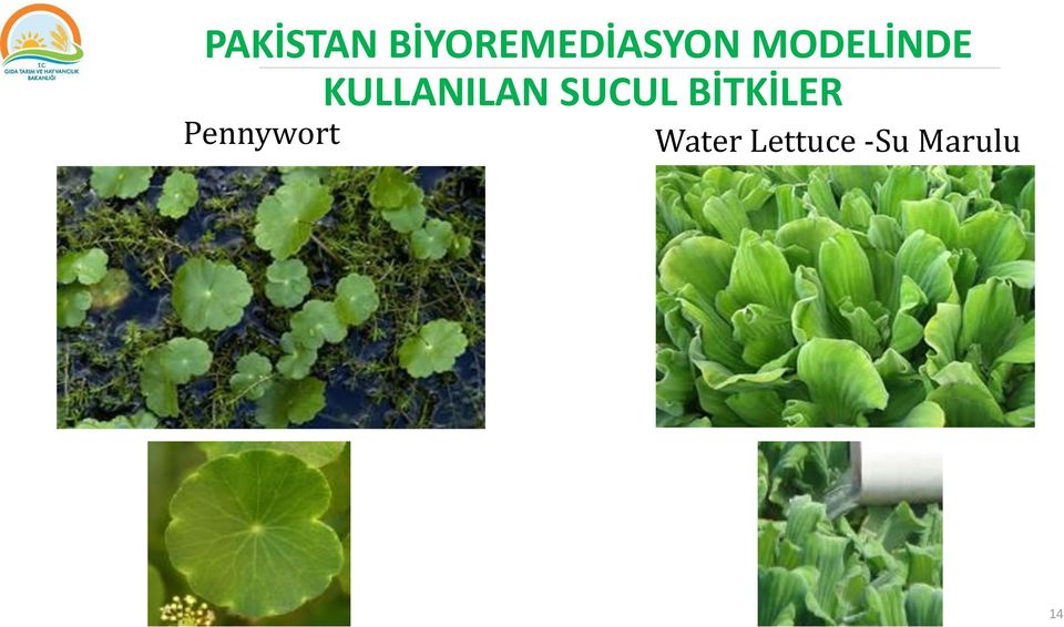 SUCUL BİTKİLER Pennywort