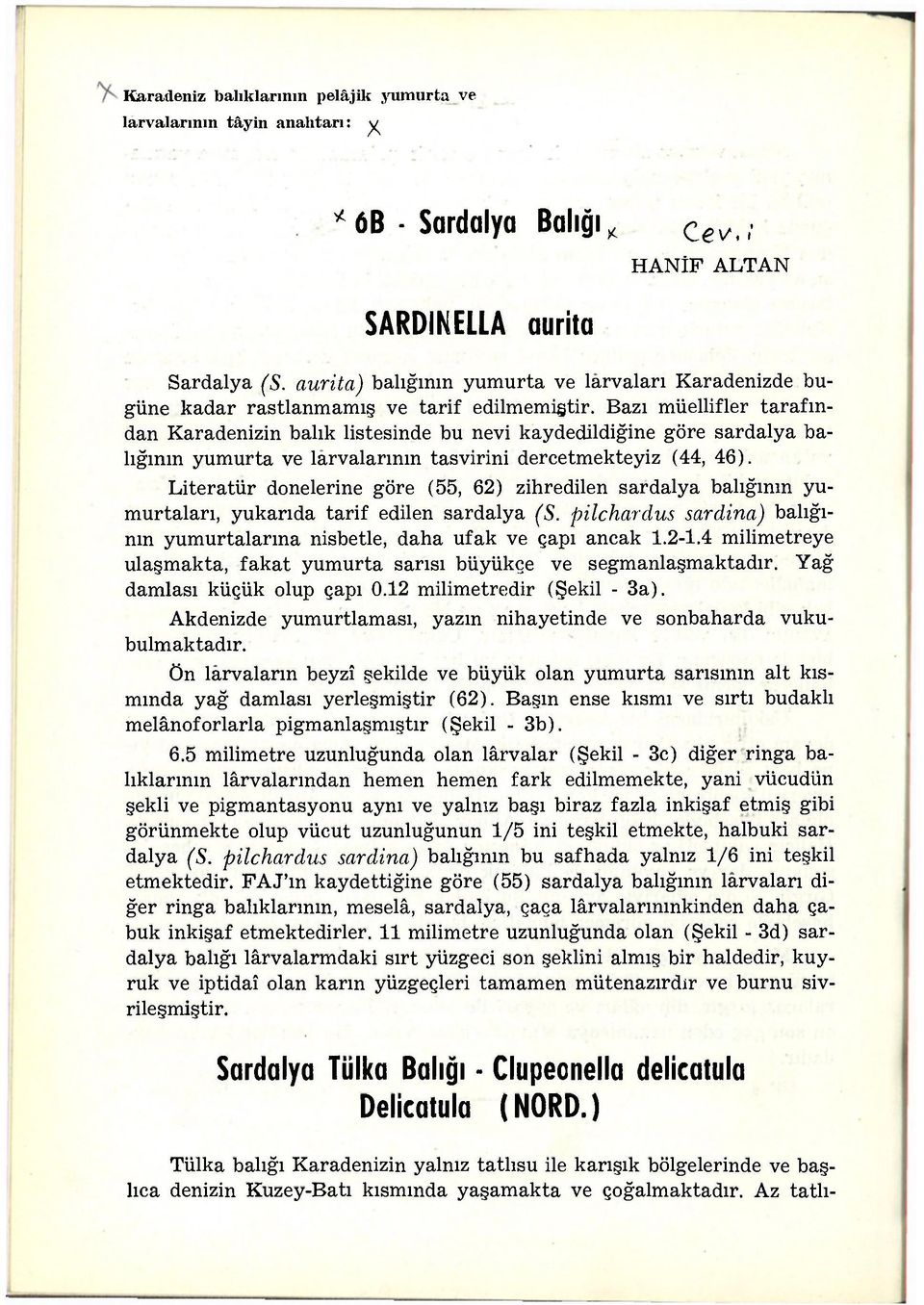 Bazı müellifler tarafından Karadenizin balık listesinde bu nevi kaydedildiğine göre sardalya balığının yumurta ve larvalarının tasvirini dercetmekteyiz (44, 46).