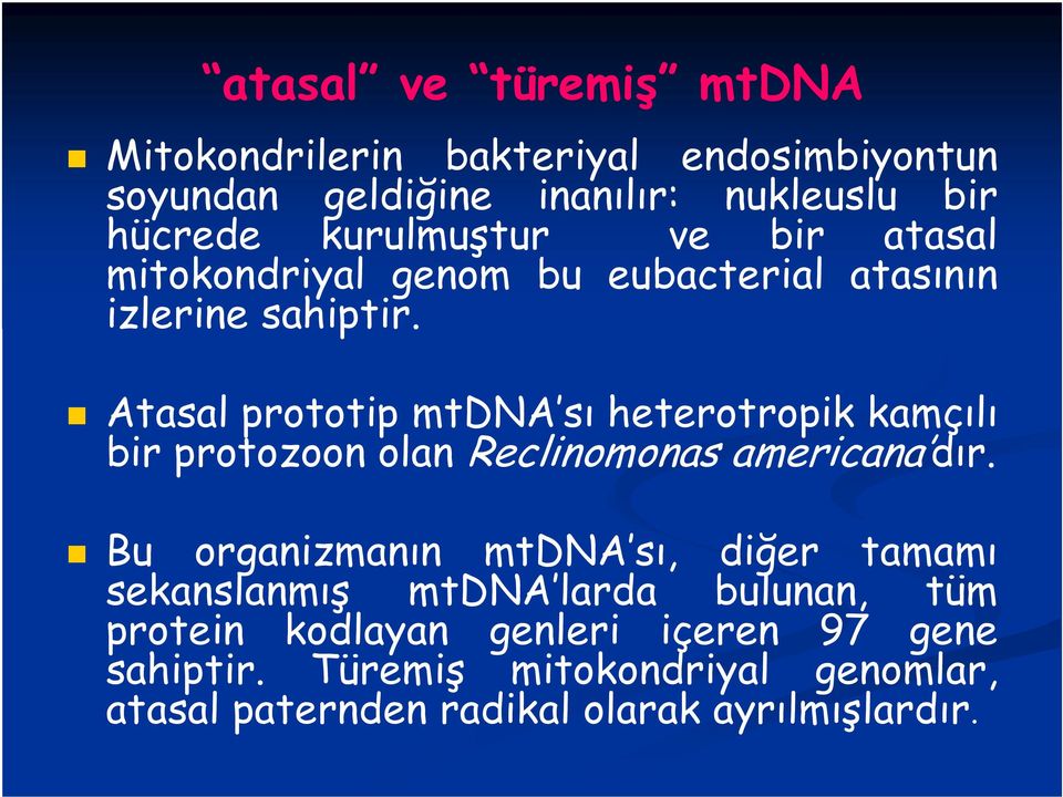 Atasal prototip mtdna sı heterotropik kamçılı bir protozoon olan Reclinomonas americana dır.