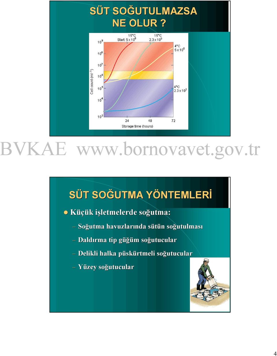 Soğutma havuzları havuzlarında sü sütün soğ soğutulması utulması