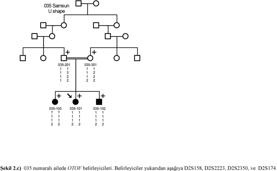 c) 035 numaralı ailede OTOF belirleyicileri.