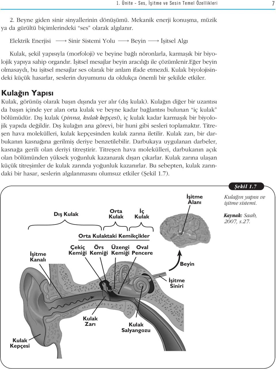 flitsel mesajlar beyin arac l ile çözümlenir.e er beyin olmasayd, bu iflitsel mesajlar ses olarak bir anlam ifade etmezdi.