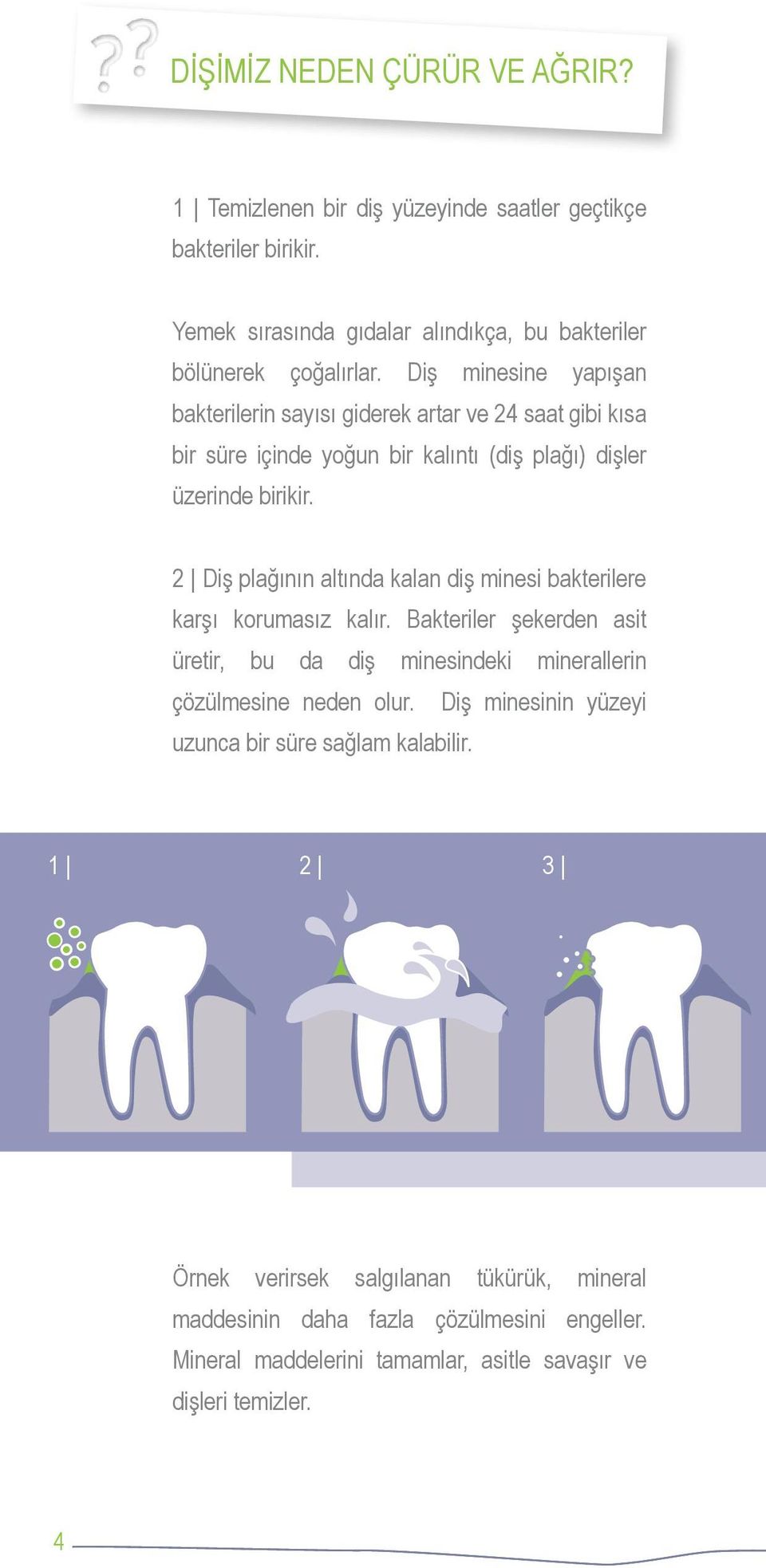 2 Diş plağının altında kalan diş minesi bakterilere karşı korumasız kalır. Bakteriler şekerden asit üretir, bu da diş minesindeki minerallerin çözülmesine neden olur.